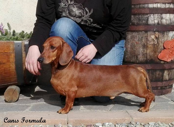 Dachshund standard grosseto